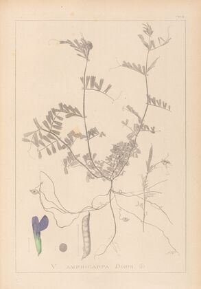 Herbier de la flore française Pl.0452