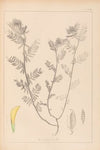 Herbier de la flore française Pl.0454