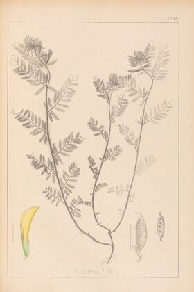 Herbier de la flore française Pl.0454