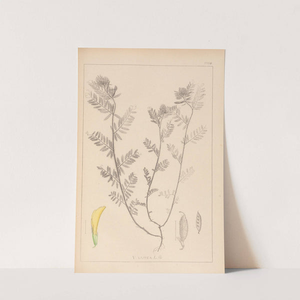 Herbier de la flore française Pl.0454 by Louis Antoine Cusin