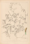 Herbier de la flore française Pl.0455