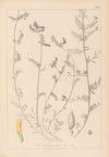 Herbier de la flore française Pl.0456