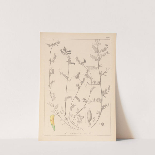 Herbier de la flore française Pl.0456 by Louis Antoine Cusin