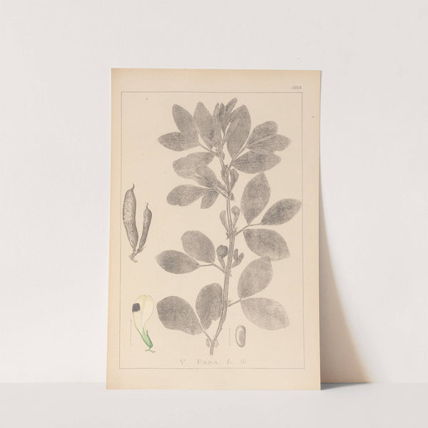 Herbier de la flore française Pl.0457 (1867-1876) by Louis Antoine Cusin