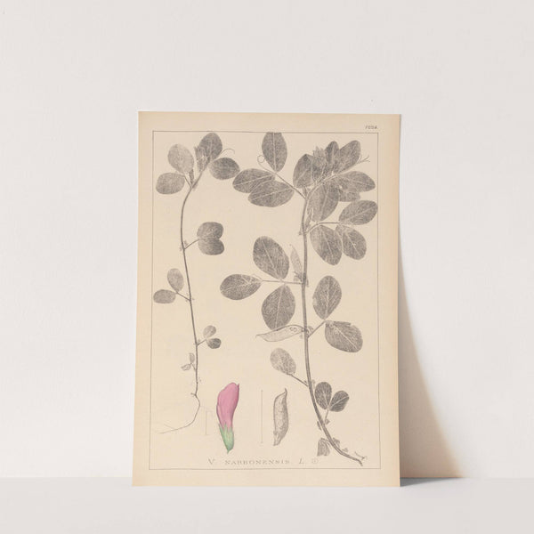 Herbier de la flore française Pl.0458 (1867-1876) by Louis Antoine Cusin