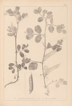 Herbier de la flore française Pl.0459