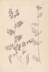 Herbier de la flore française Pl.0461