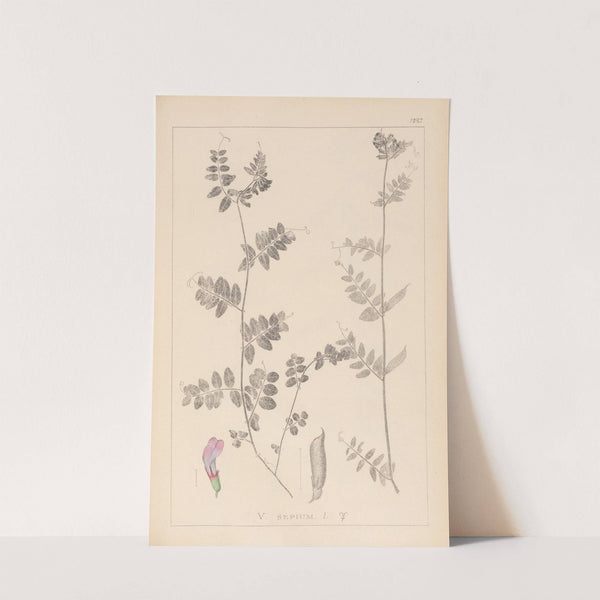 Herbier de la flore française Pl.0461 (1867-1876) by Louis Antoine Cusin