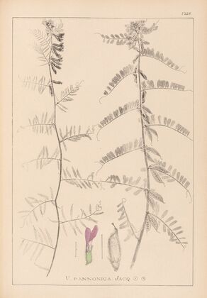 Herbier de la flore française Pl.0462
