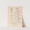 Herbier de la flore française Pl.0462 (1867-1876) by Louis Antoine Cusin