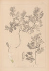 Herbier de la flore française Pl.0463