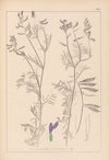 Herbier de la flore française Pl.0464