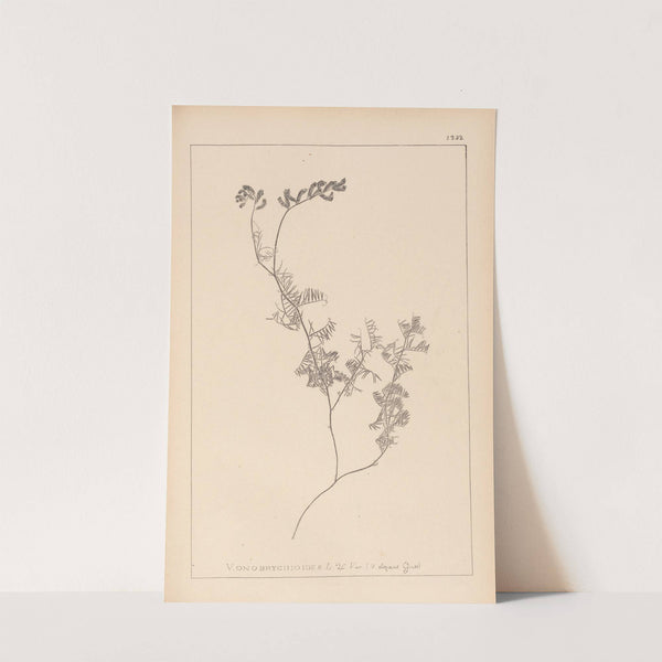 Herbier de la flore française Pl.0465 (1867-1876) by Louis Antoine Cusin