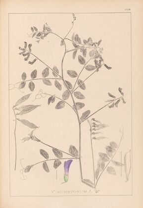 Herbier de la flore française Pl.0467
