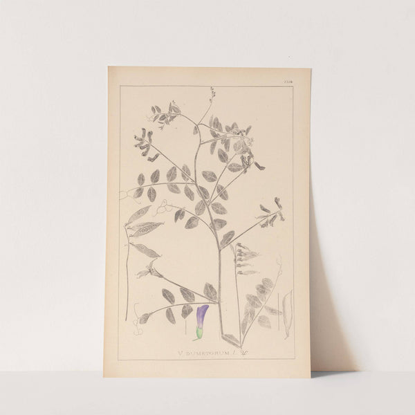 Herbier de la flore française Pl.0467 by Louis Antoine Cusin