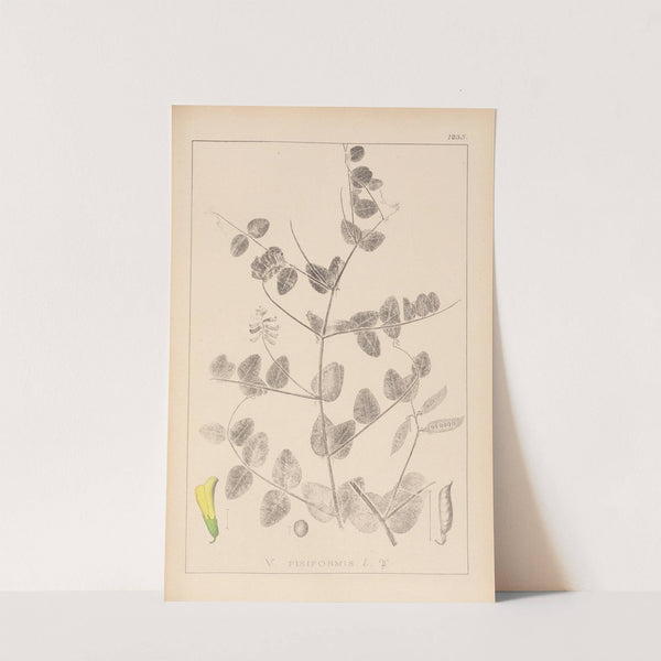 Herbier de la flore française Pl.0468 by Louis Antoine Cusin