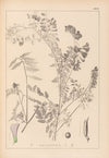 Herbier de la flore française Pl.0469