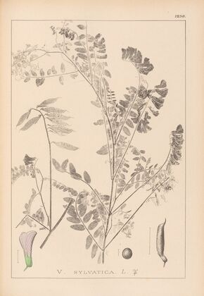 Herbier de la flore française Pl.0469