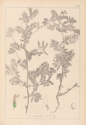 Herbier de la flore française Pl.0470