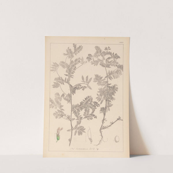 Herbier de la flore française Pl.0470 by Louis Antoine Cusin