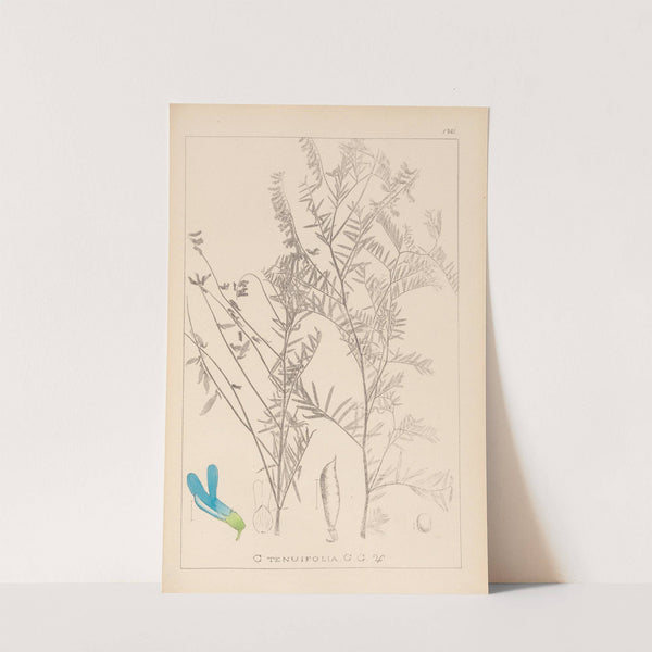 Herbier de la flore française Pl.0474 by Louis Antoine Cusin