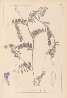 Herbier de la flore française Pl.0476