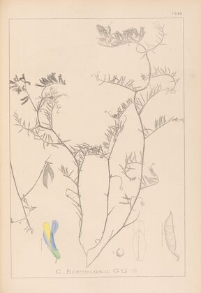 Herbier de la flore française Pl.0477