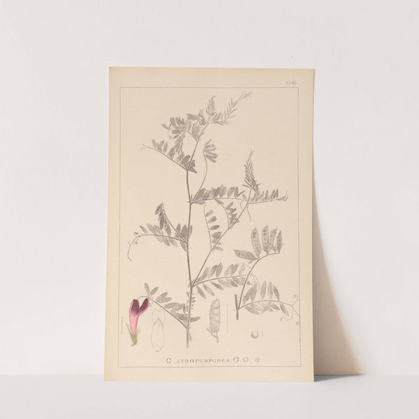 Herbier de la flore française Pl.0478 by Louis Antoine Cusin