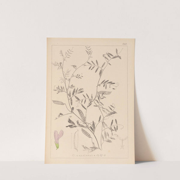 Herbier de la flore française Pl.0480 by Louis Antoine Cusin