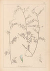 Herbier de la flore française Pl.0481