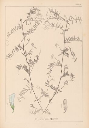 Herbier de la flore française Pl.0482