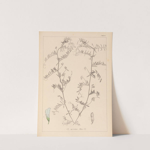 Herbier de la flore française Pl.0482 by Louis Antoine Cusin