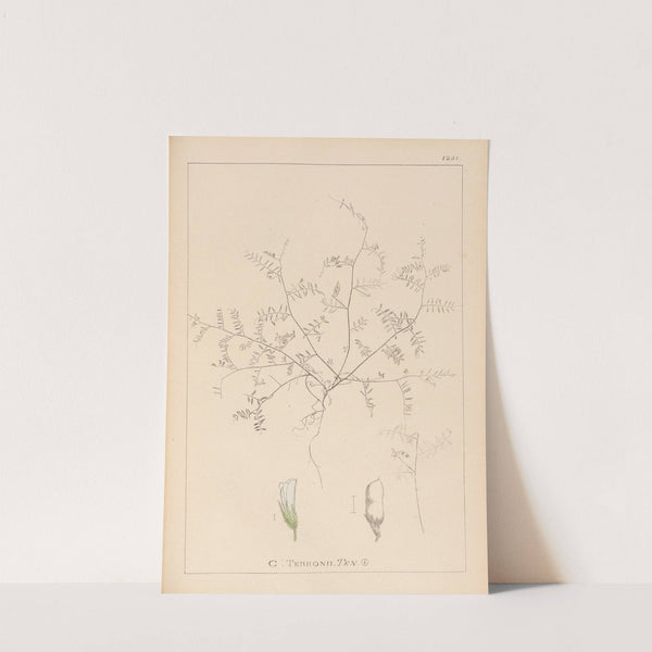 Herbier de la flore française Pl.0483 by Louis Antoine Cusin
