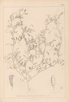 Herbier de la flore française Pl.0484