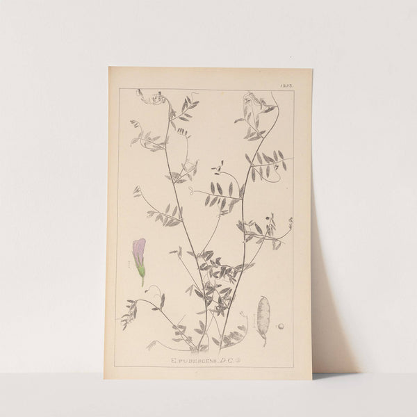 Herbier de la flore française Pl.0485 by Louis Antoine Cusin