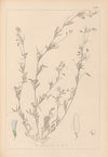 Herbier de la flore française Pl.0486