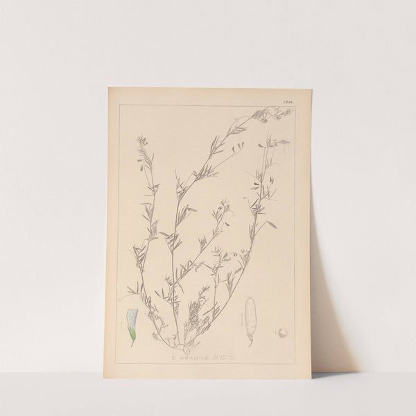 Herbier de la flore française Pl.0486 by Louis Antoine Cusin