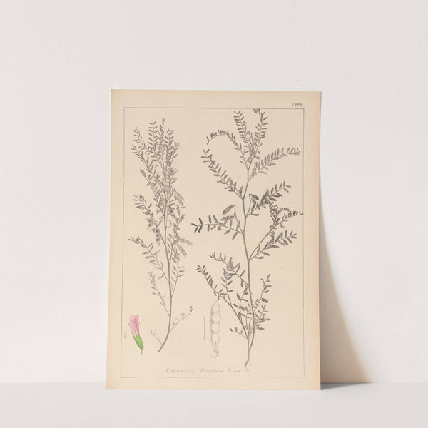 Herbier de la flore française Pl.0487 by Louis Antoine Cusin