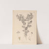 Herbier de la flore française Pl.0488 by Louis Antoine Cusin