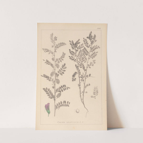 Herbier de la flore française Pl.0490 by Louis Antoine Cusin