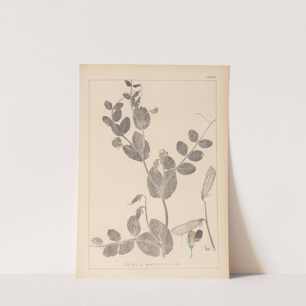 Herbier de la flore française Pl.0491 by Louis Antoine Cusin