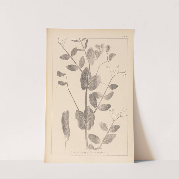 Herbier de la flore française Pl.0492 by Louis Antoine Cusin