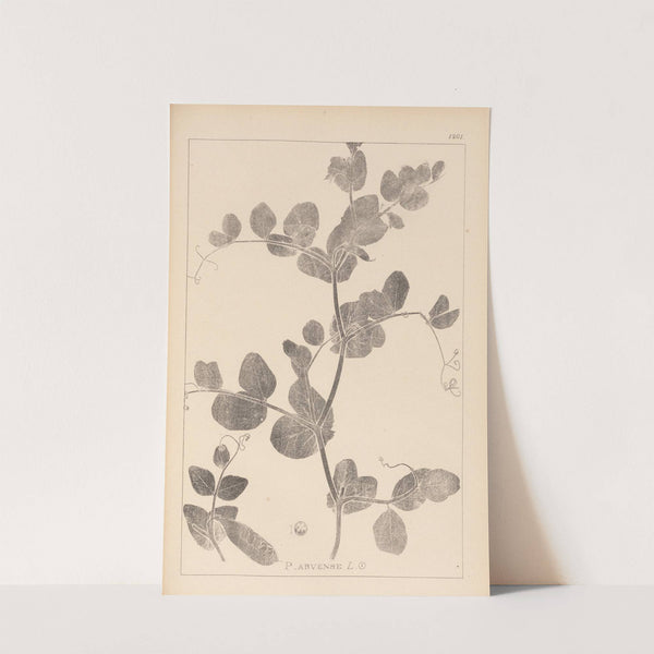 Herbier de la flore française Pl.0493 by Louis Antoine Cusin