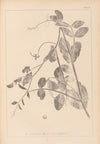 Herbier de la flore française Pl.0494