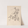 Herbier de la flore française Pl.0494 by Louis Antoine Cusin