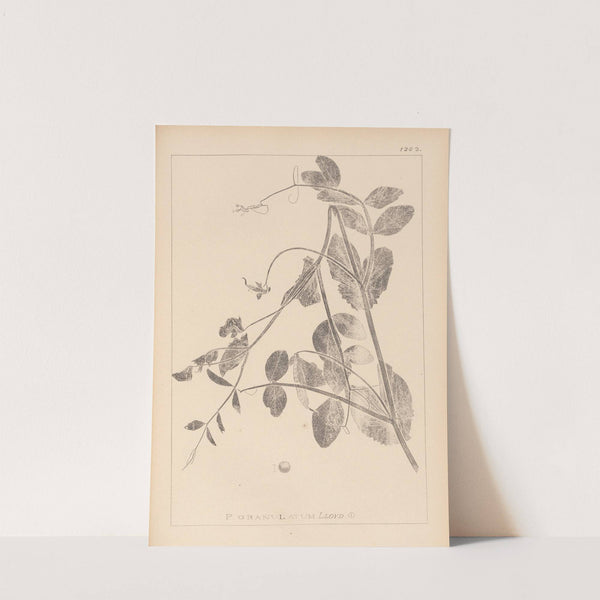 Herbier de la flore française Pl.0494 by Louis Antoine Cusin