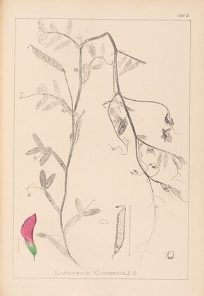 Herbier de la flore française Pl.0495