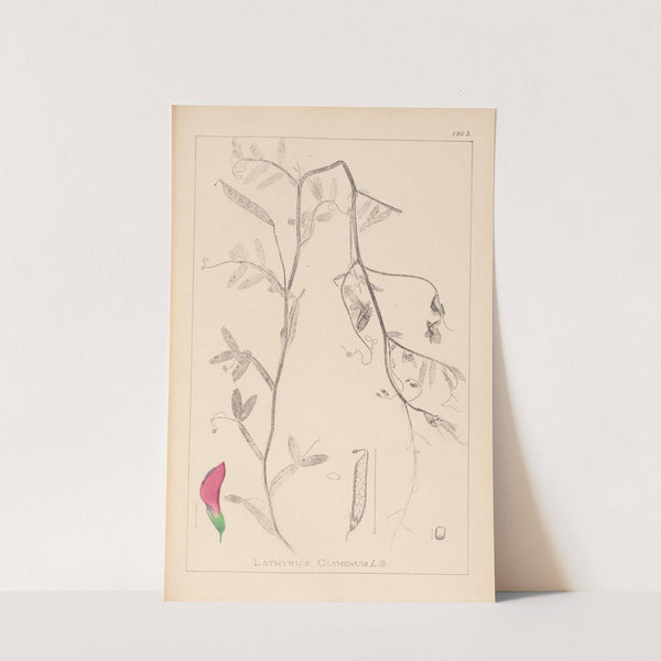 Herbier de la flore française Pl.0495 by Louis Antoine Cusin