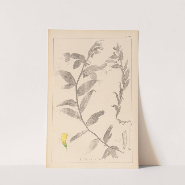 Herbier de la flore française Pl.0498 by Louis Antoine Cusin