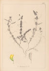 Herbier de la flore française Pl.0499